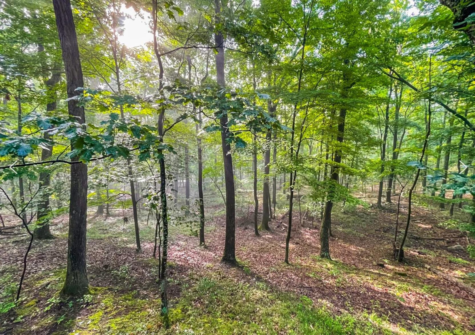 Huge Cabin W Hot Tub, Deck, Grill, Fire Pit, Wifi Berkeley Springs Exteriör bild